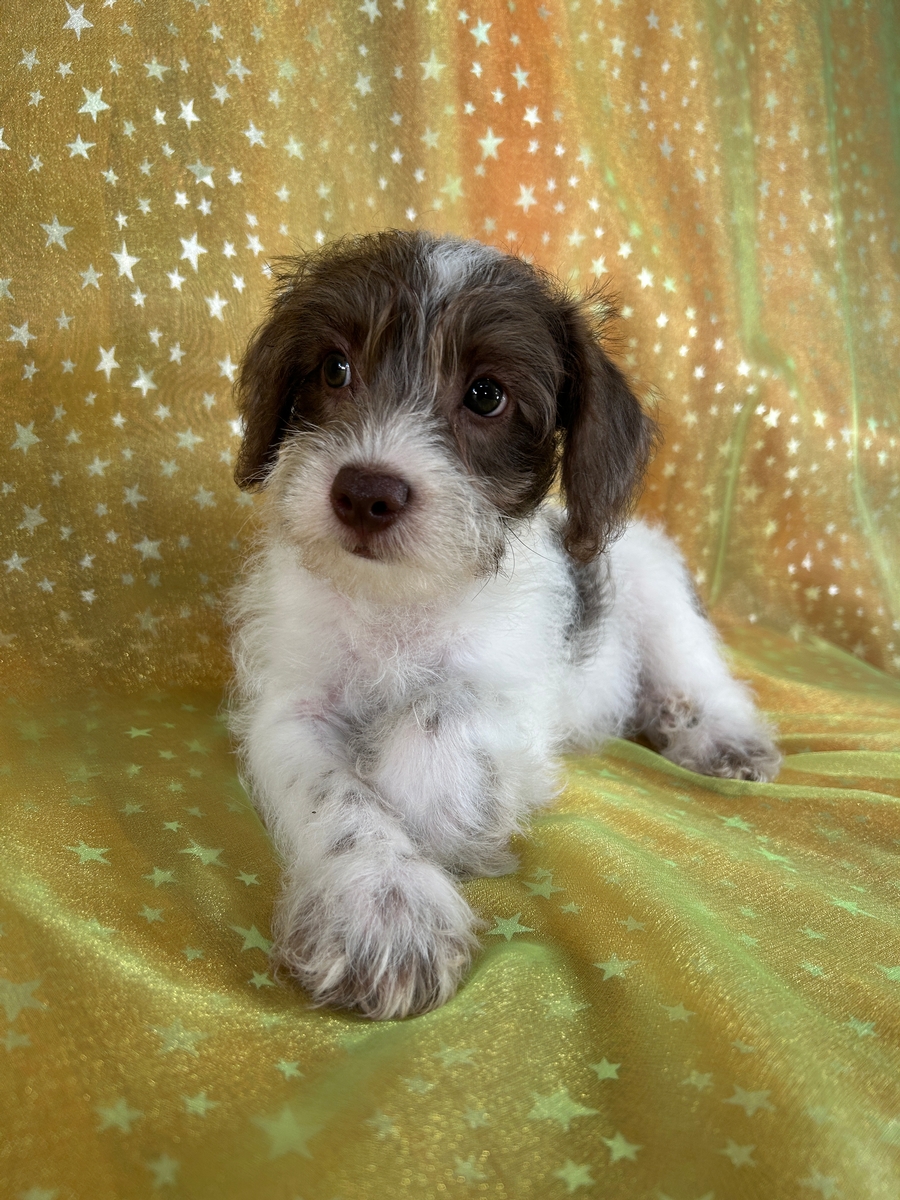 Male Schnoodle Puppy for Sale DOB 5-25-2026 $950